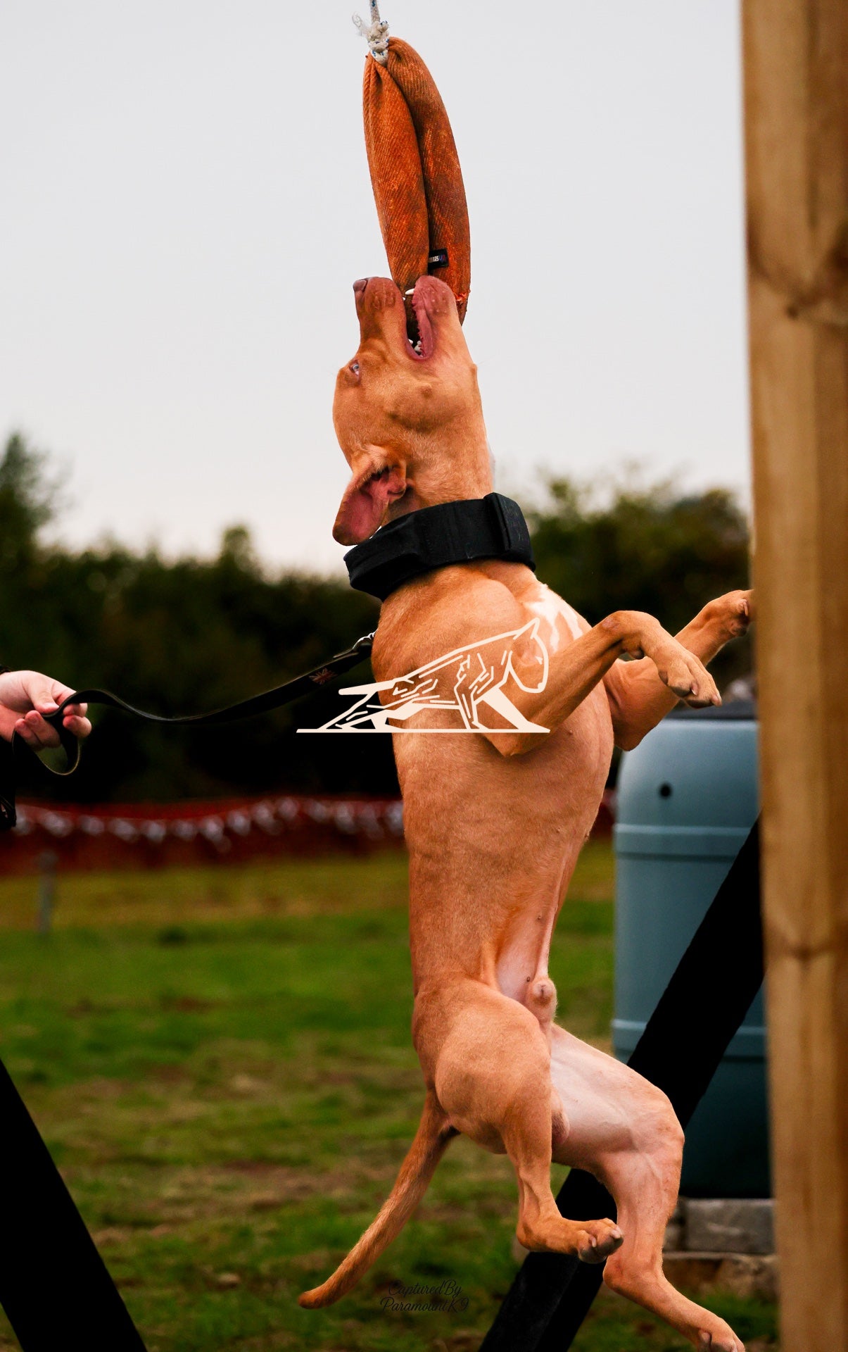 Topline's Ultra Games - Image 001