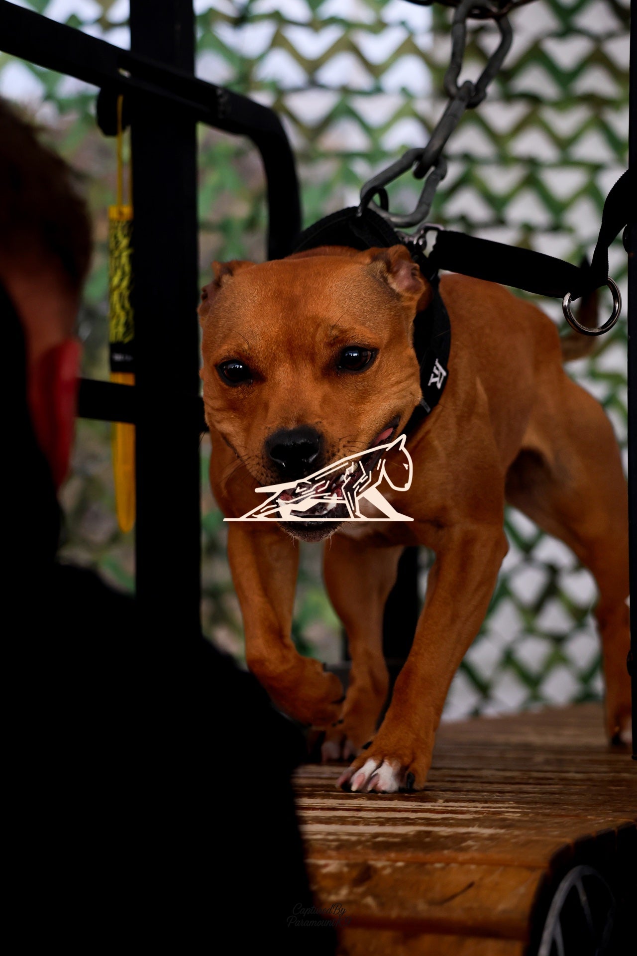 Topline's Ultra Games - Image 102