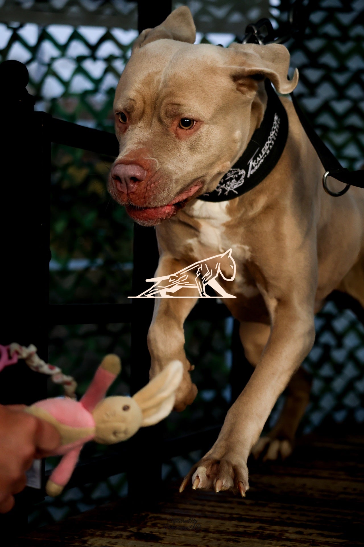 Topline's Ultra Games - Image 107