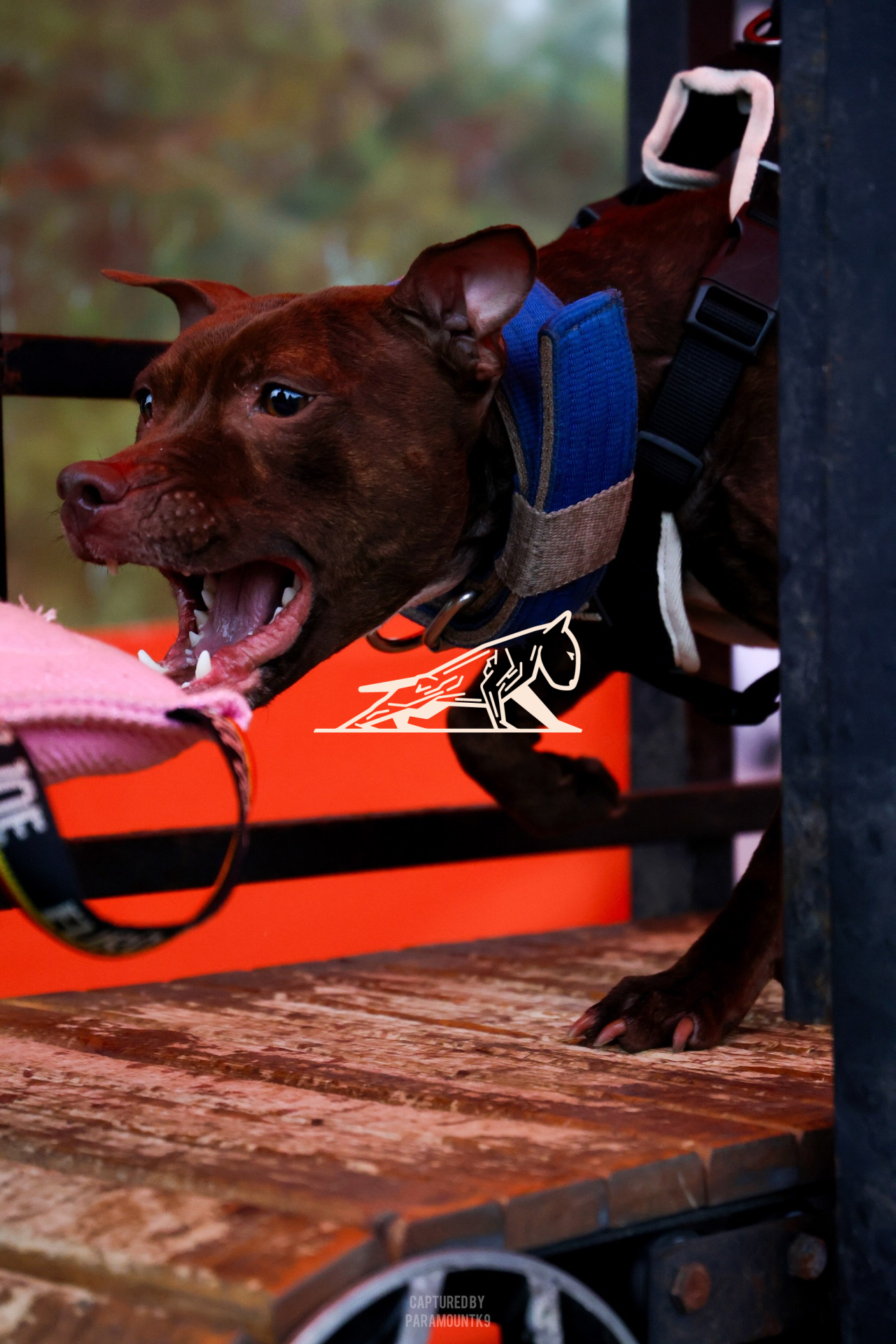 Top Line Canine Summer Opener - Image 003