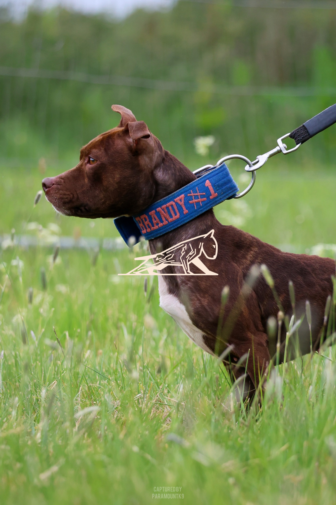 Top Line Canine Summer Opener - Image 013