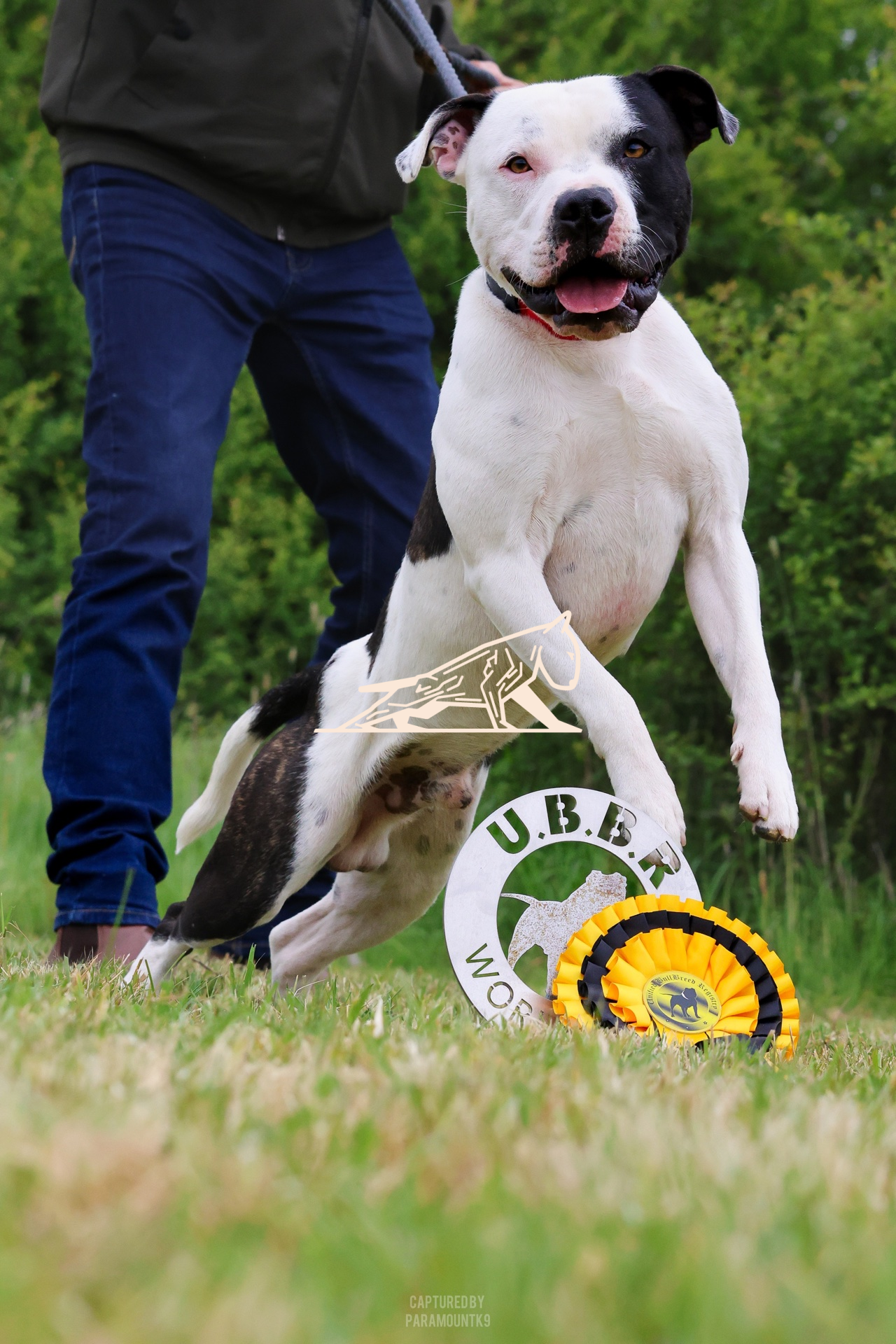 Top Line Canine Summer Opener - Image 016