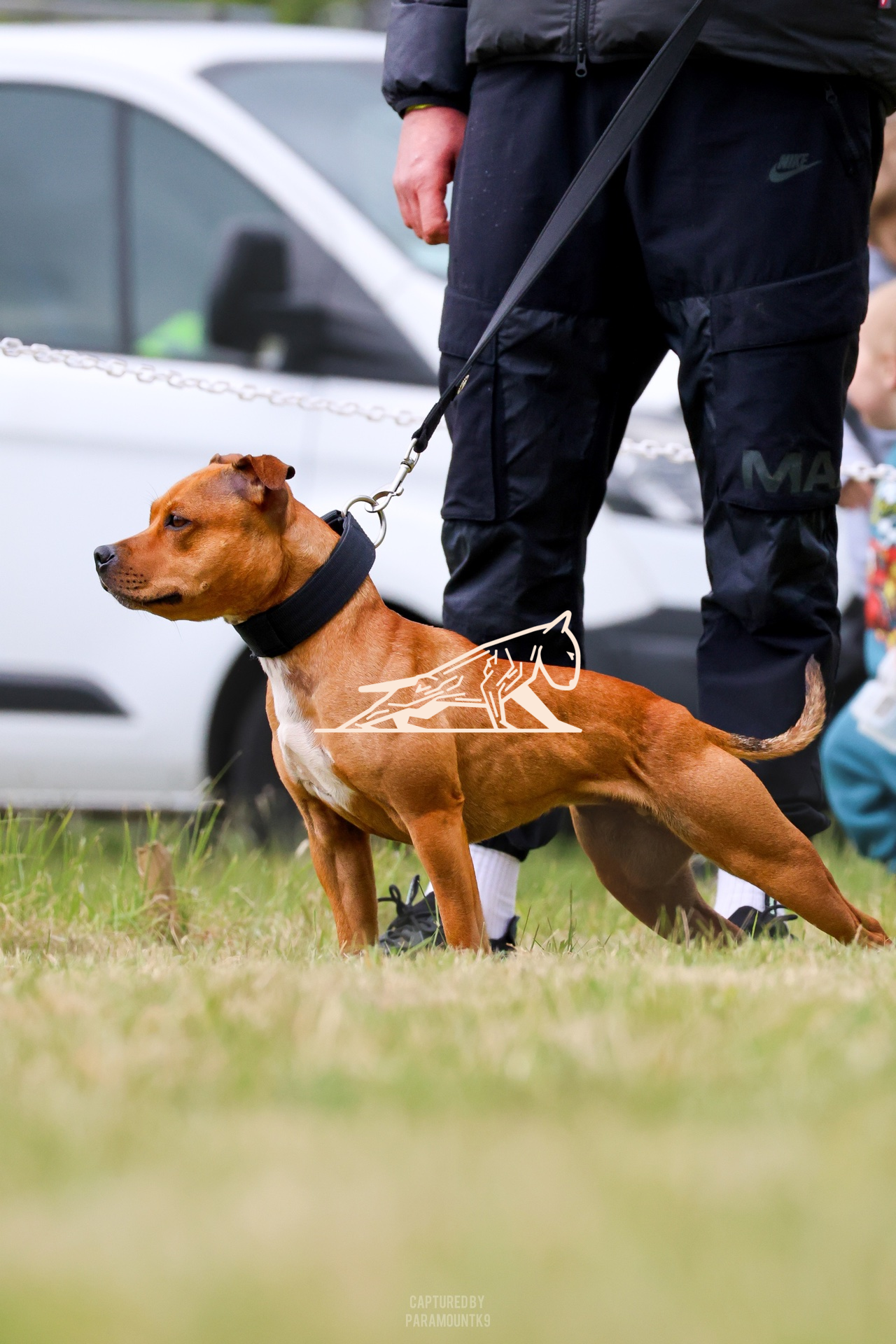 Top Line Canine Summer Opener - Image 018