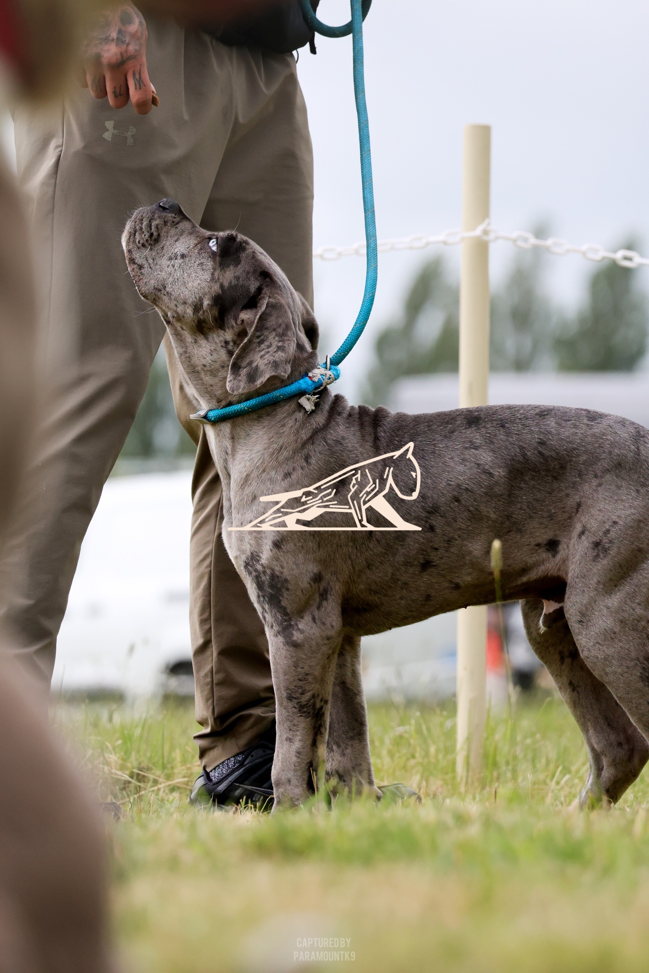 Top Line Canine Summer Opener - Image 021