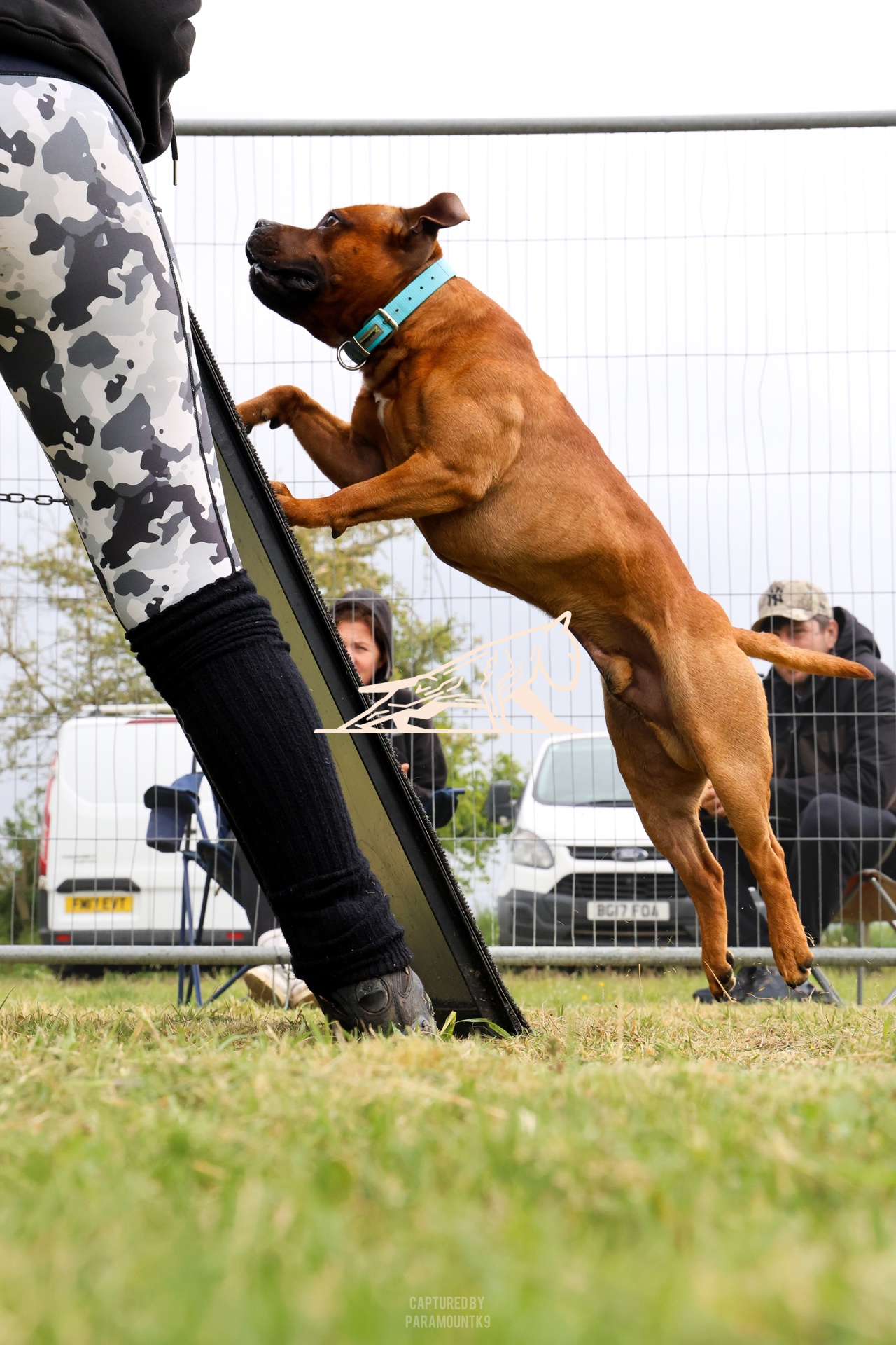Top Line Canine Summer Opener - Image 037