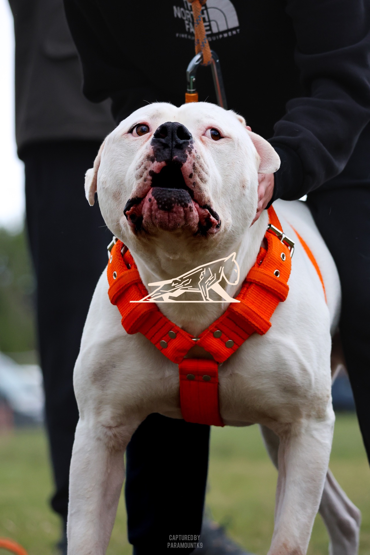Top Line Canine Summer Opener - Image 049