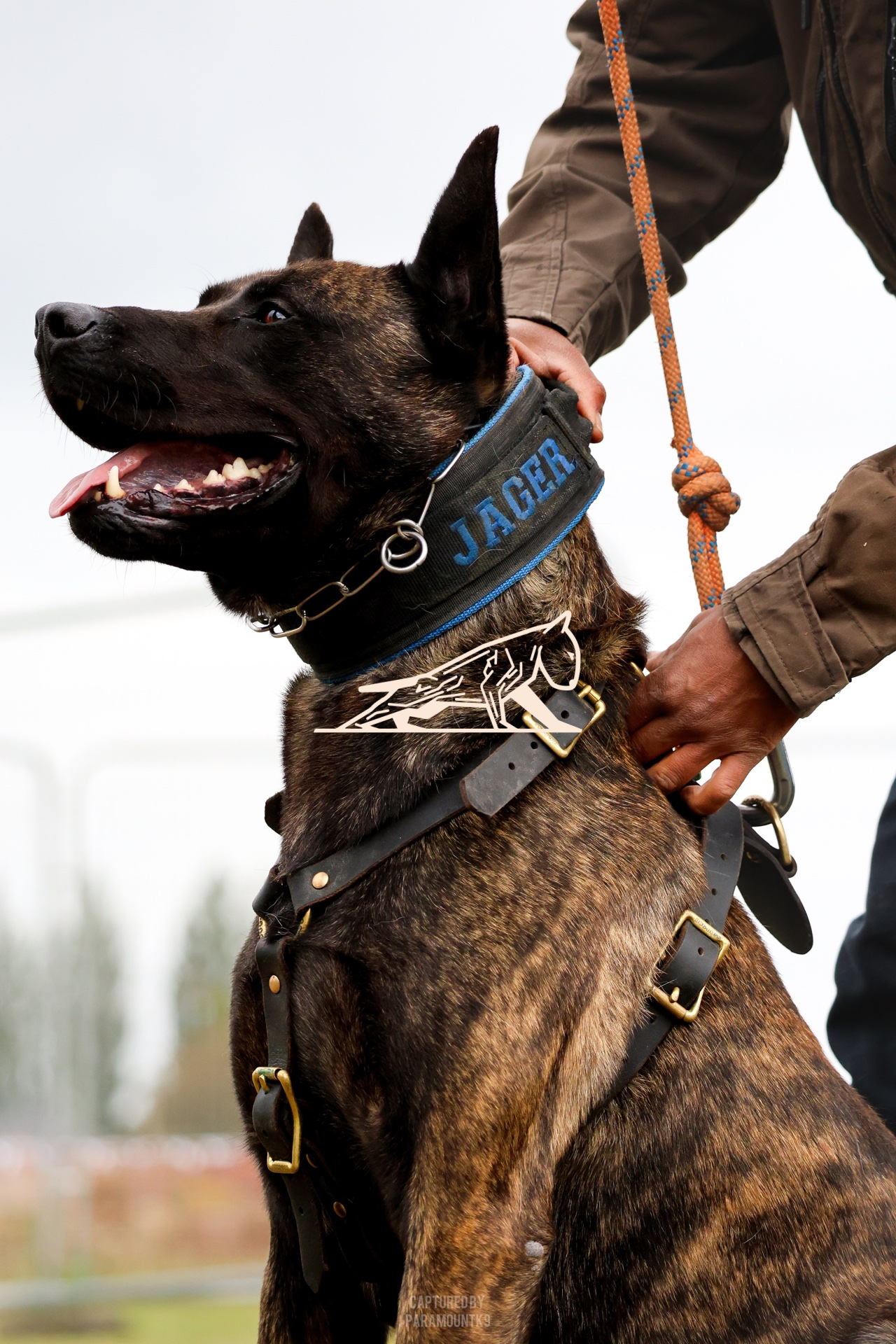 Top Line Canine Summer Opener - Image 053
