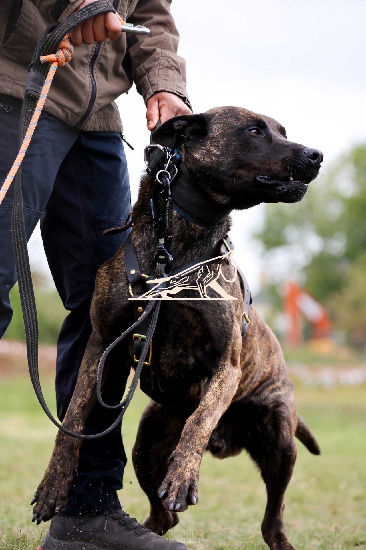 Top Line Canine Summer Opener - Image 054