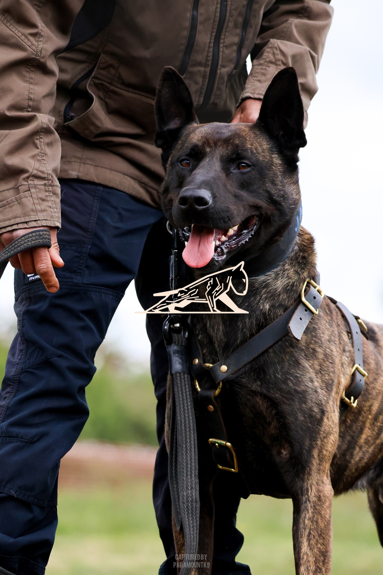 Top Line Canine Summer Opener - Image 056