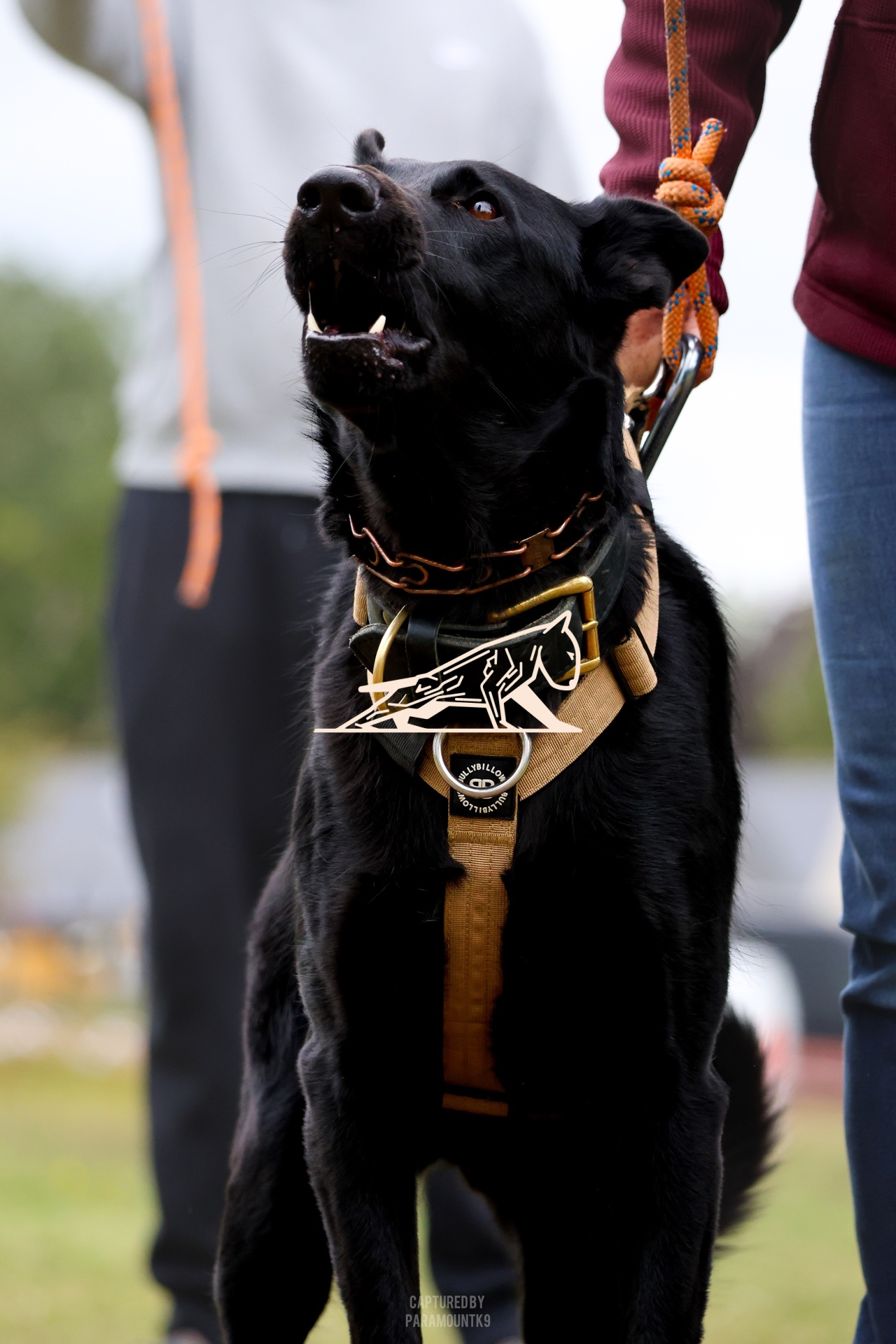 Top Line Canine Summer Opener - Image 060