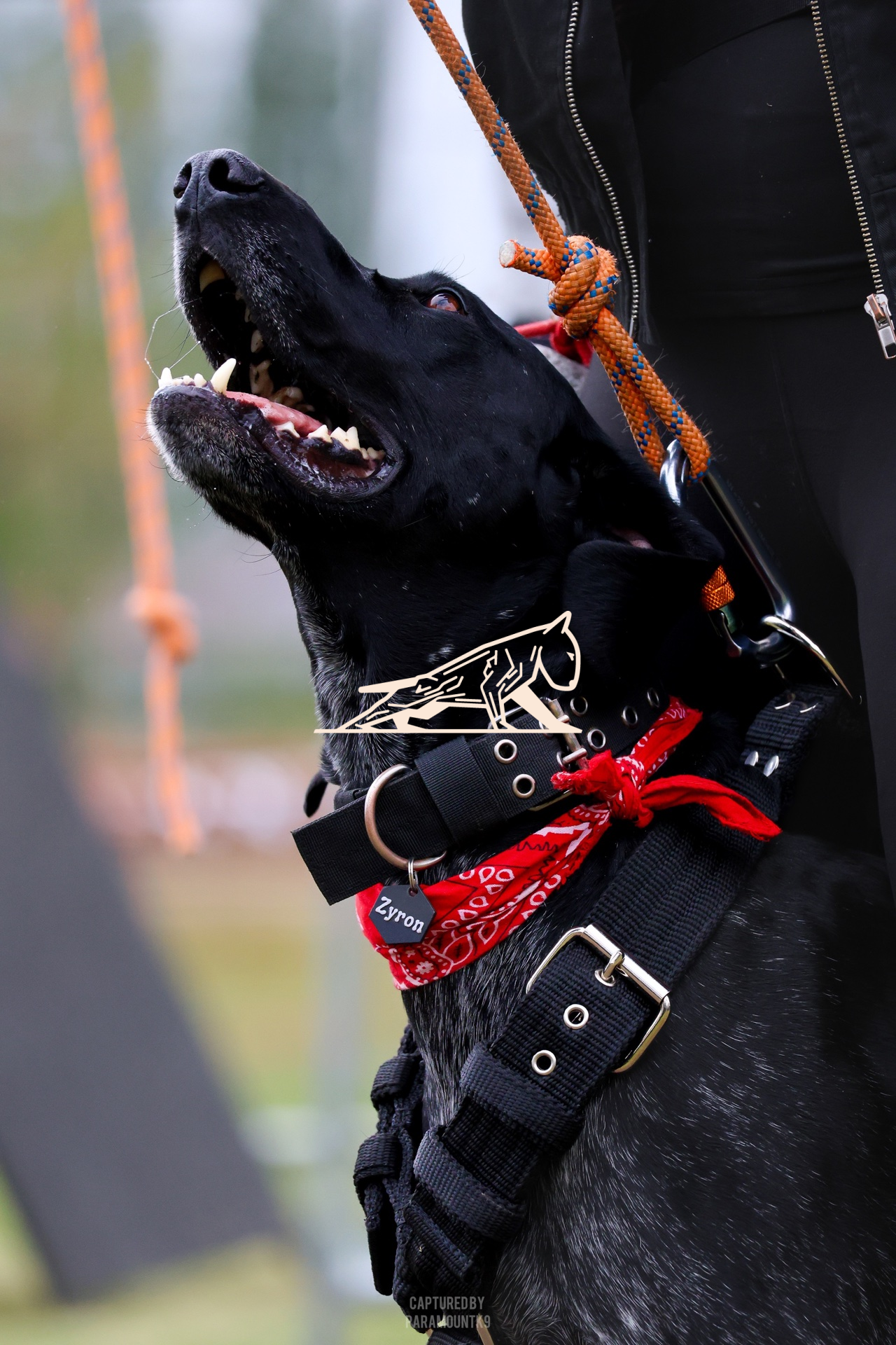 Top Line Canine Summer Opener - Image 066