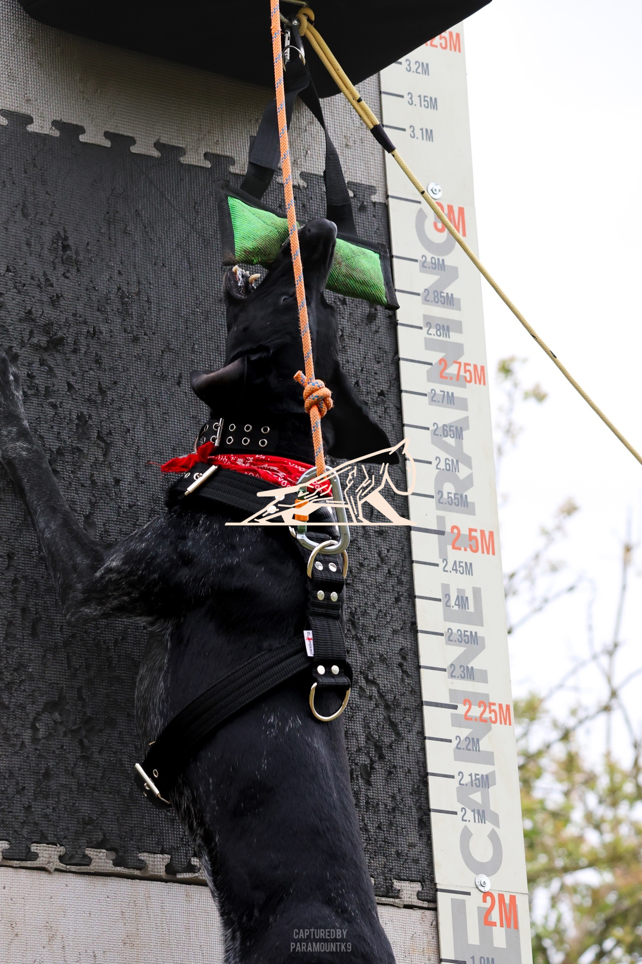 Top Line Canine Summer Opener - Image 070