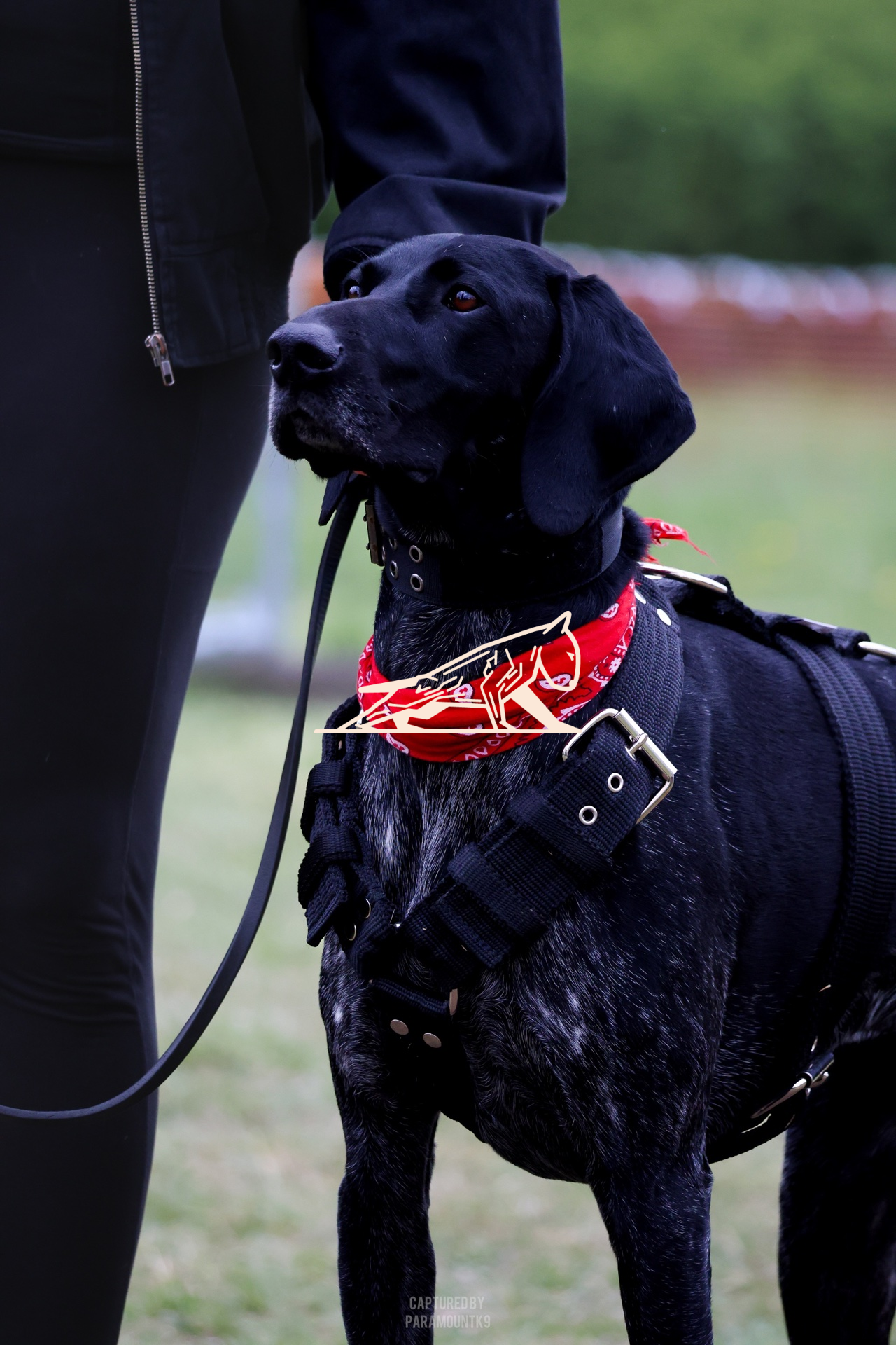 Top Line Canine Summer Opener - Image 071