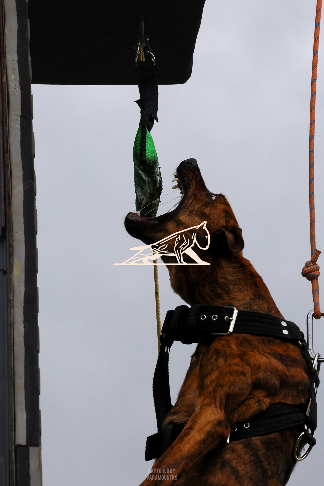 Top Line Canine Summer Opener - Image 077