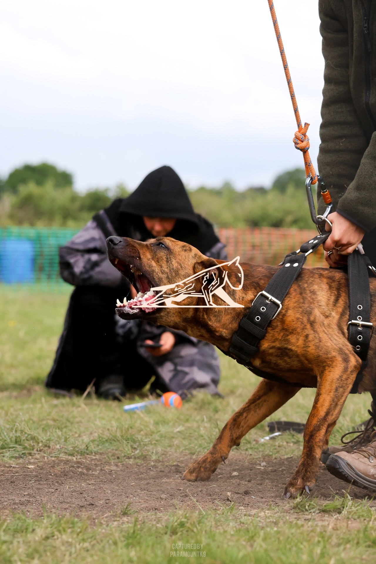 Top Line Canine Summer Opener - Image 079