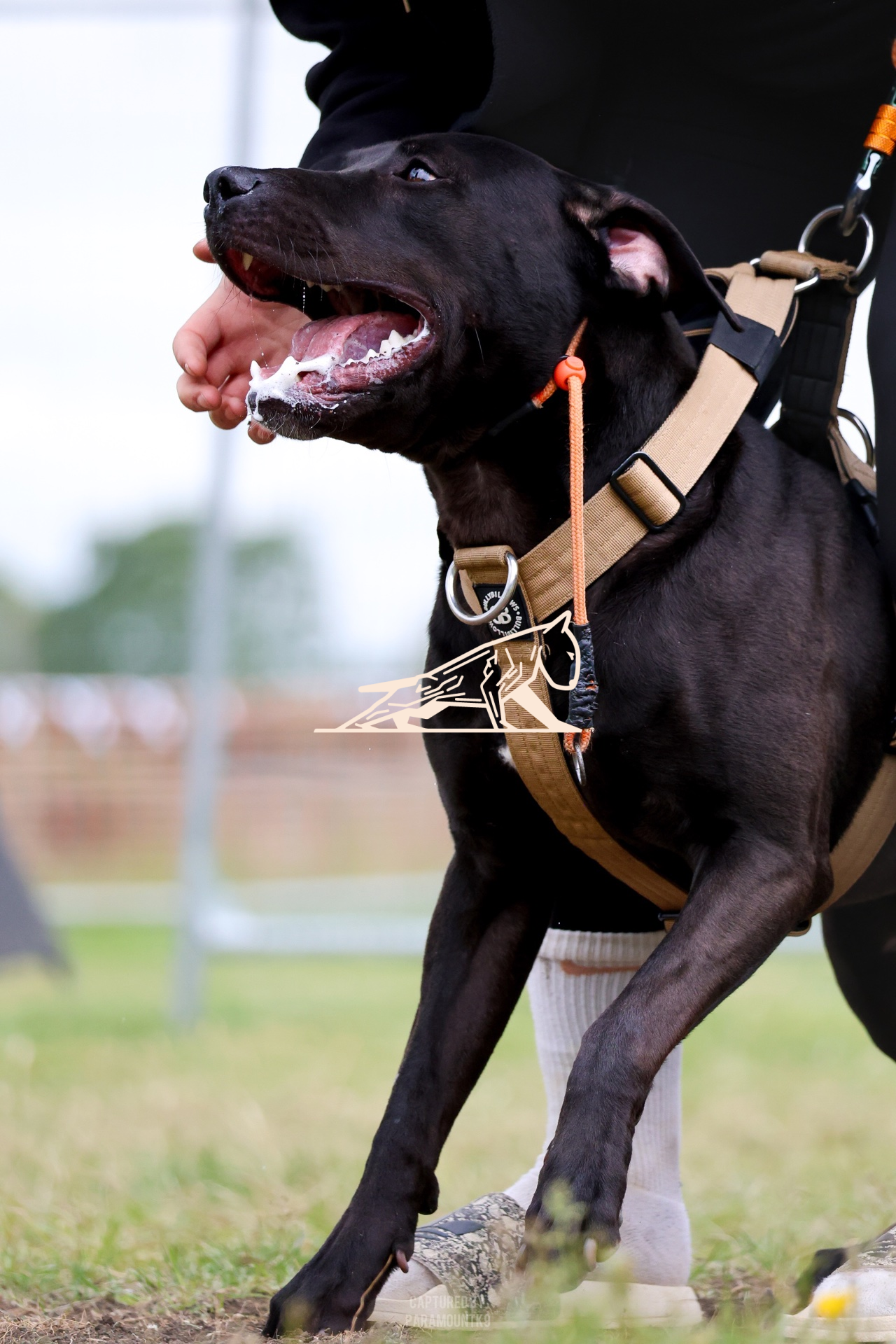 Top Line Canine Summer Opener - Image 081