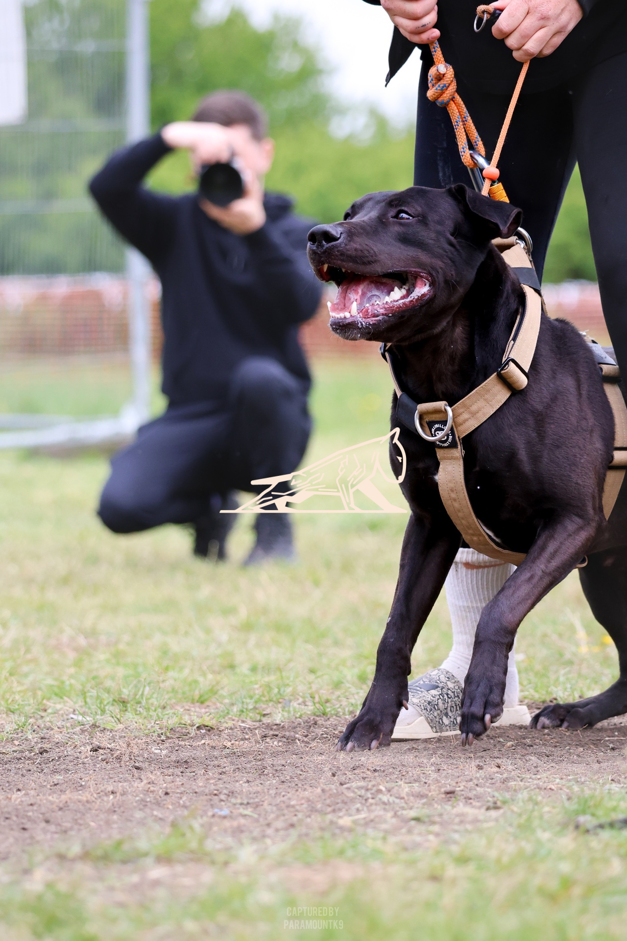Top Line Canine Summer Opener - Image 083