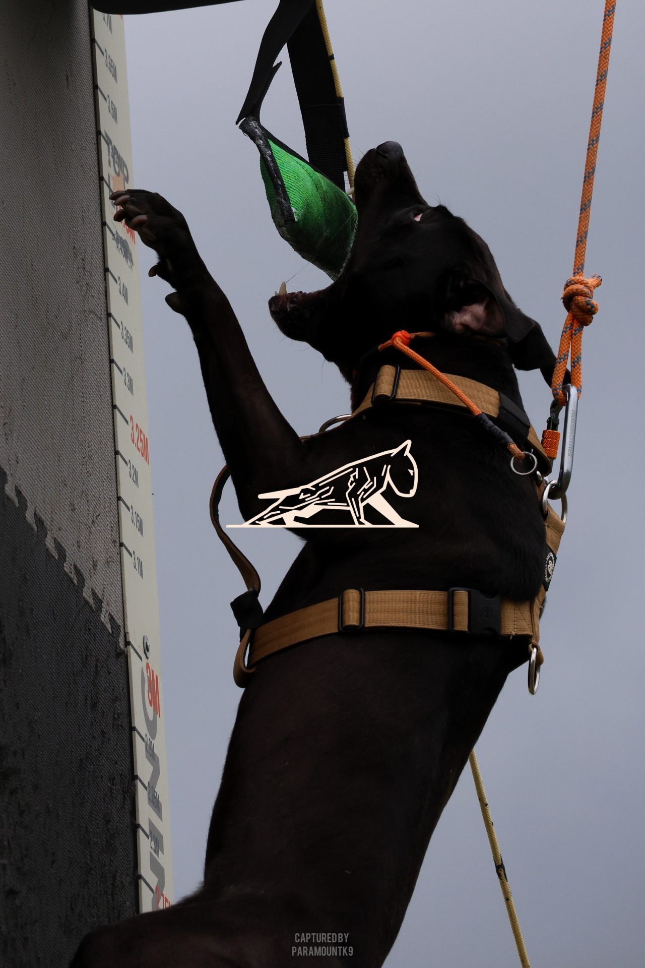 Top Line Canine Summer Opener - Image 085