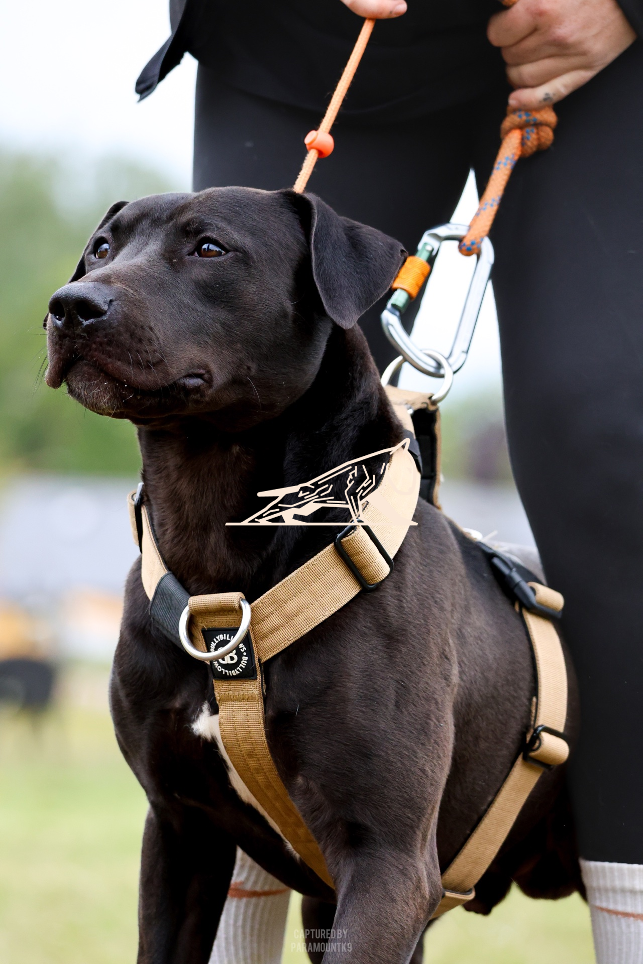 Top Line Canine Summer Opener - Image 090