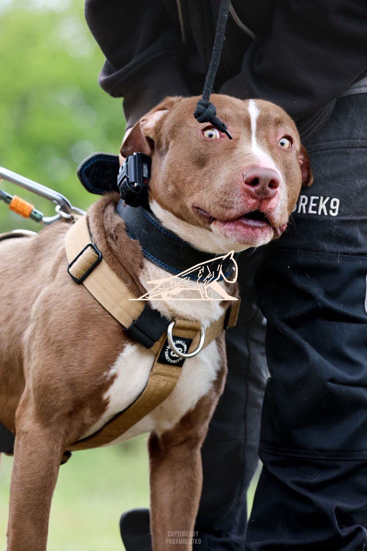 Top Line Canine Summer Opener - Image 097