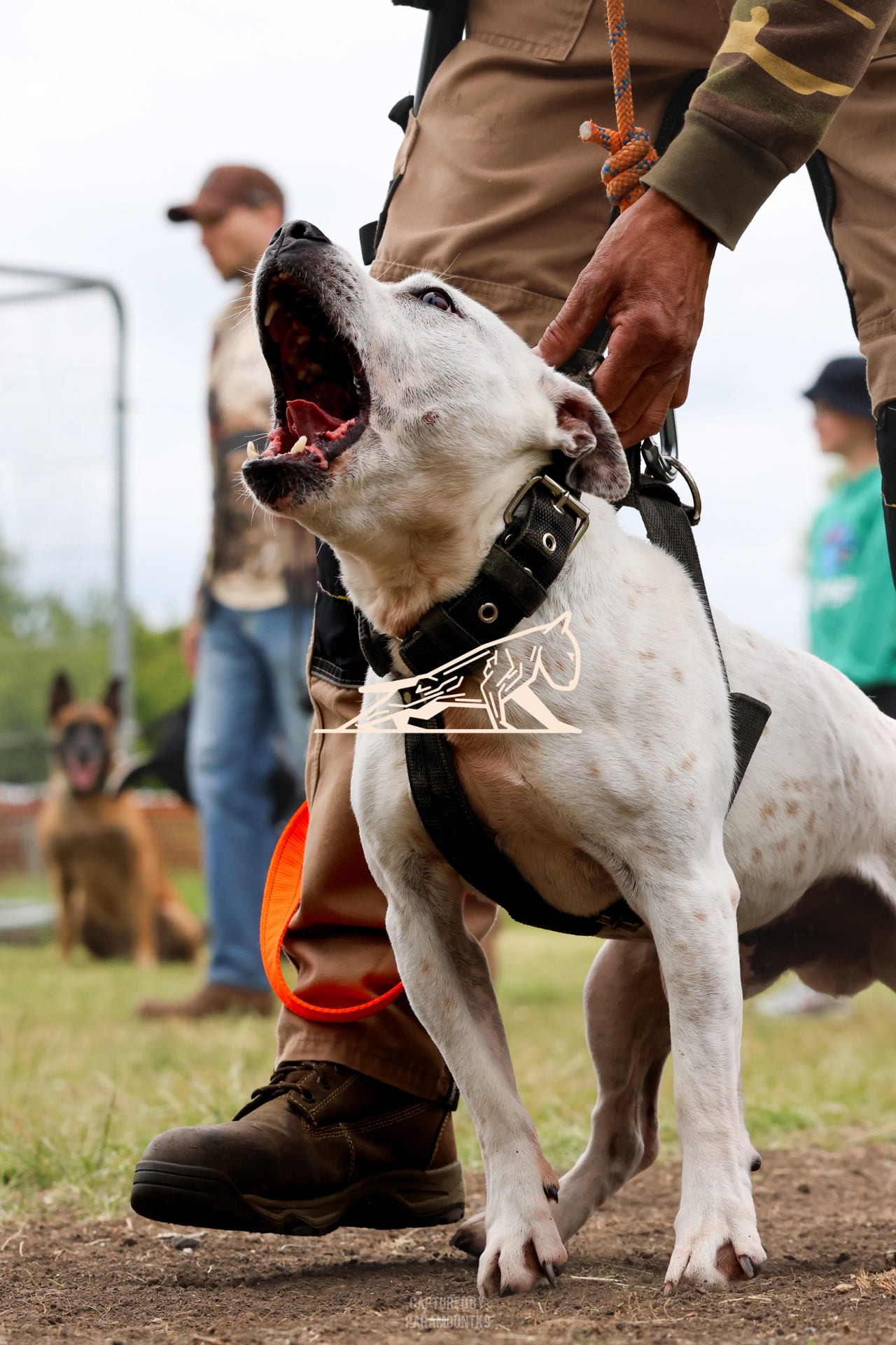 Top Line Canine Summer Opener - Image 103