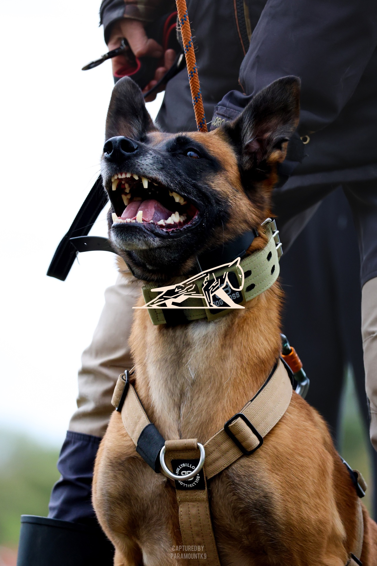 Top Line Canine Summer Opener - Image 112