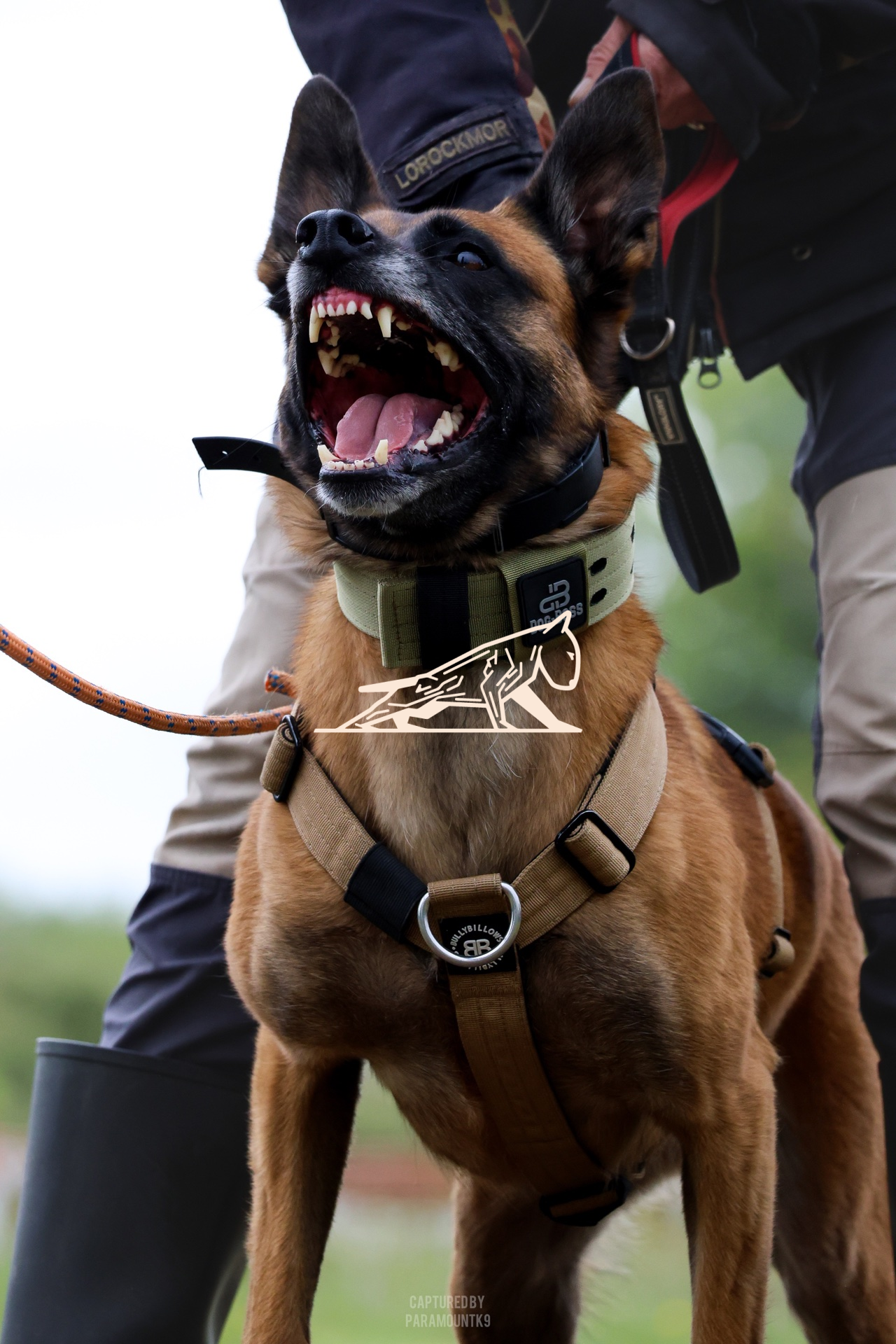 Top Line Canine Summer Opener - Image 113