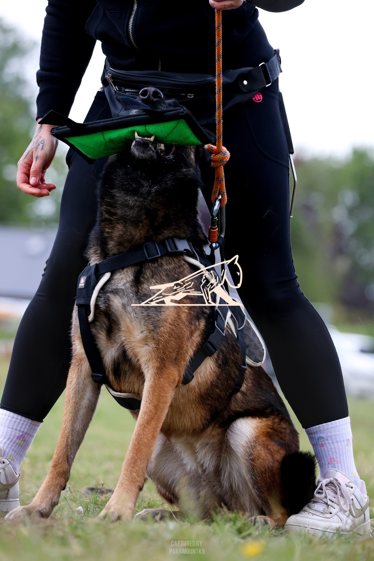 Top Line Canine Summer Opener - Image 116