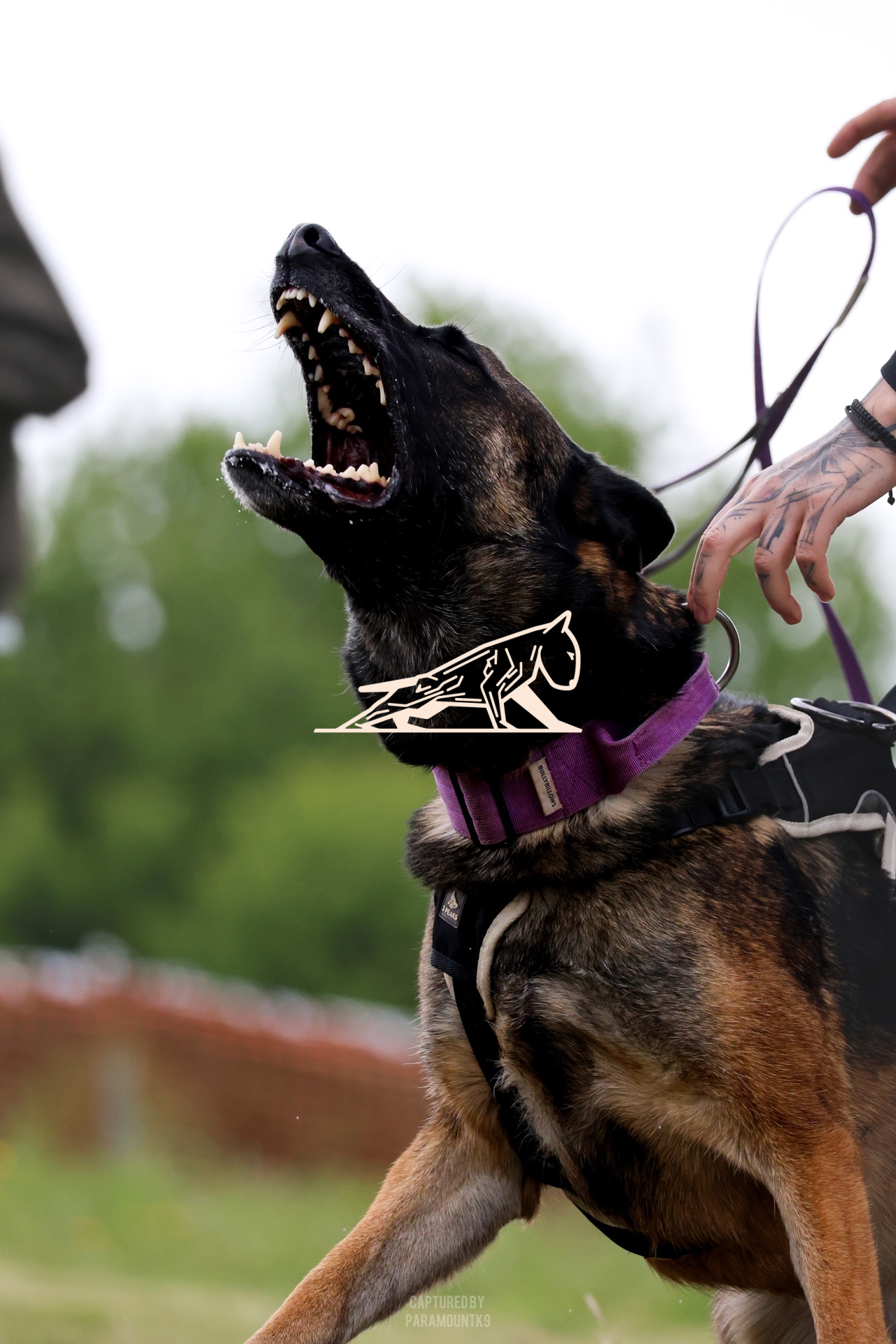 Top Line Canine Summer Opener - Image 121