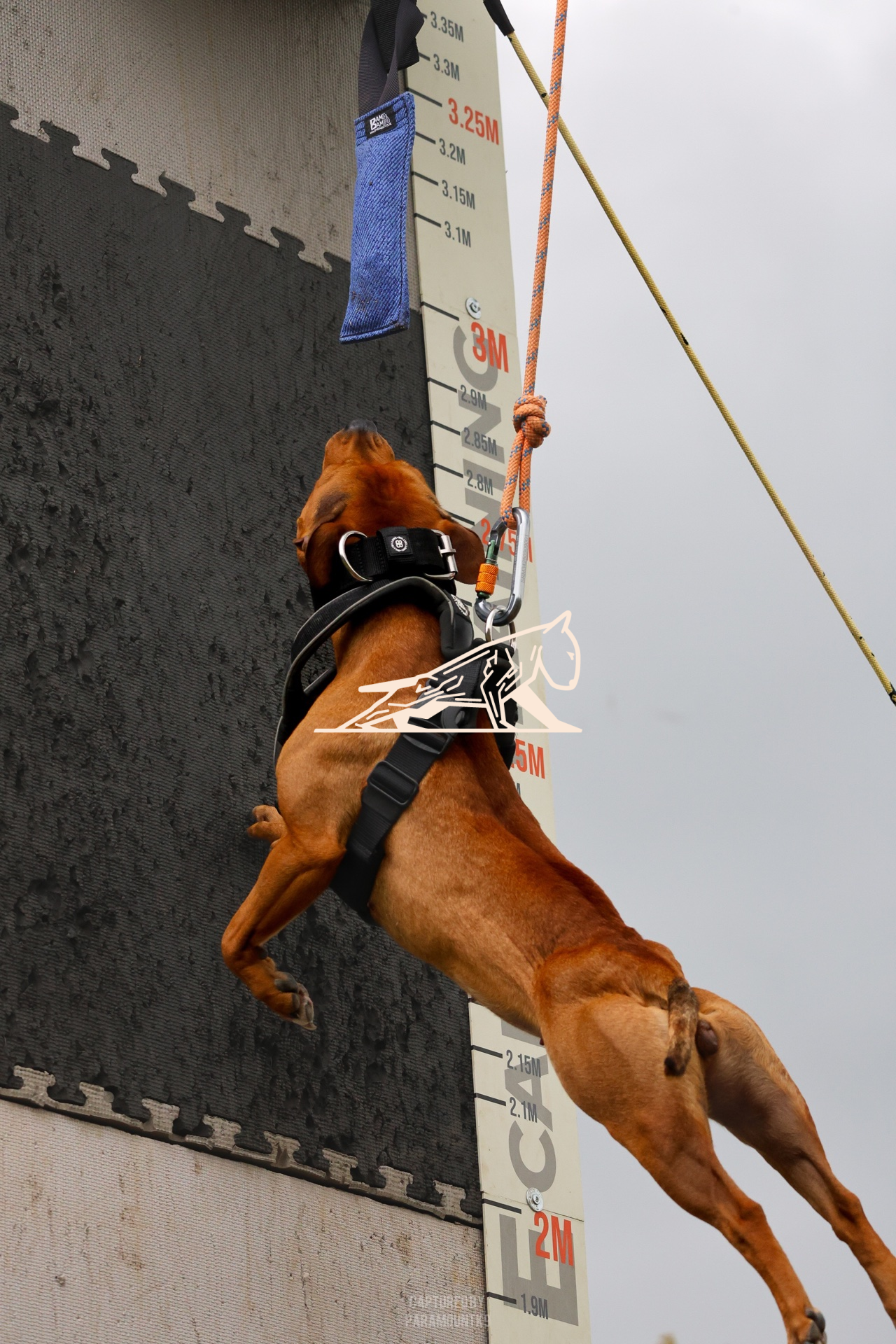 Top Line Canine Summer Opener - Image 133