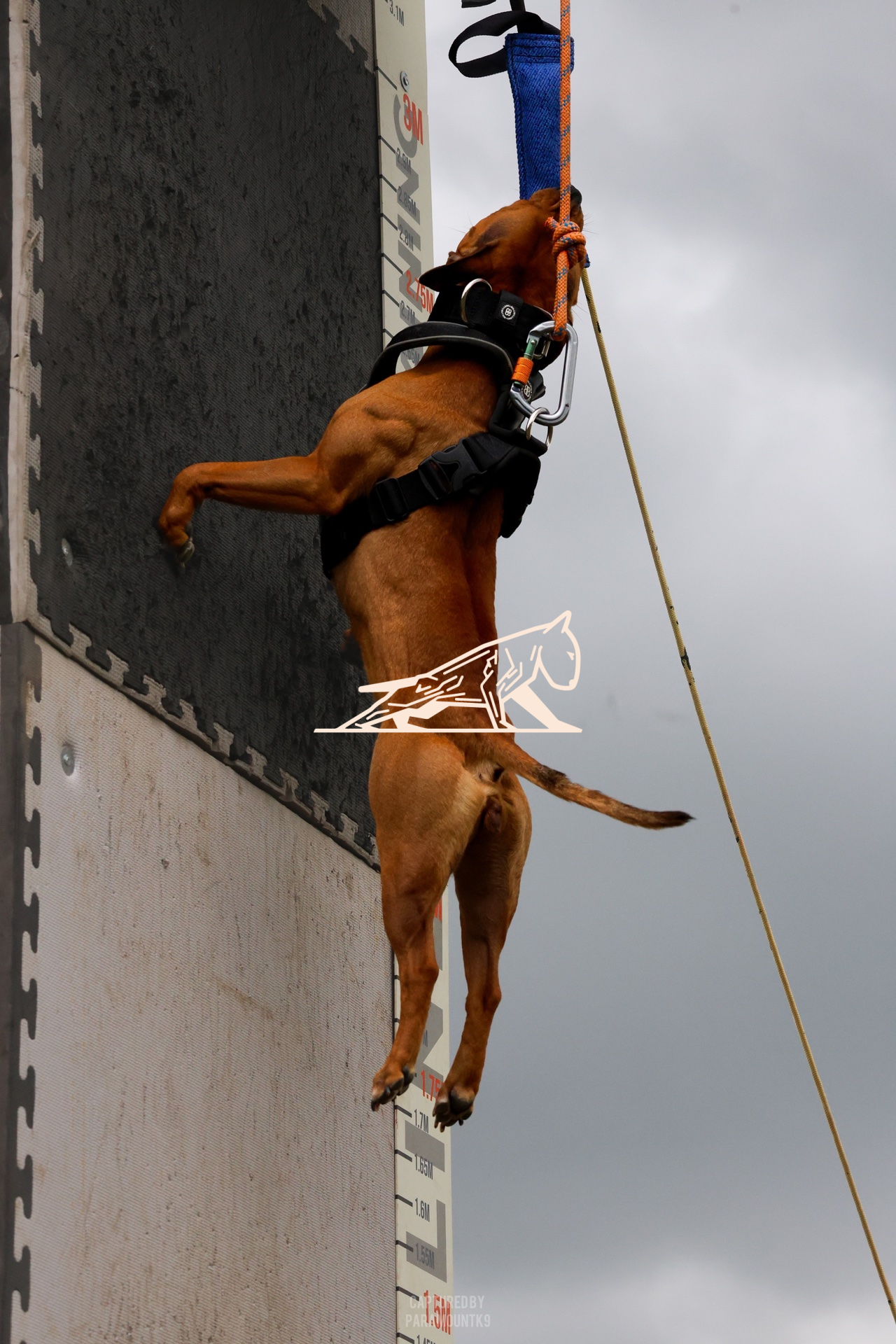 Top Line Canine Summer Opener - Image 136
