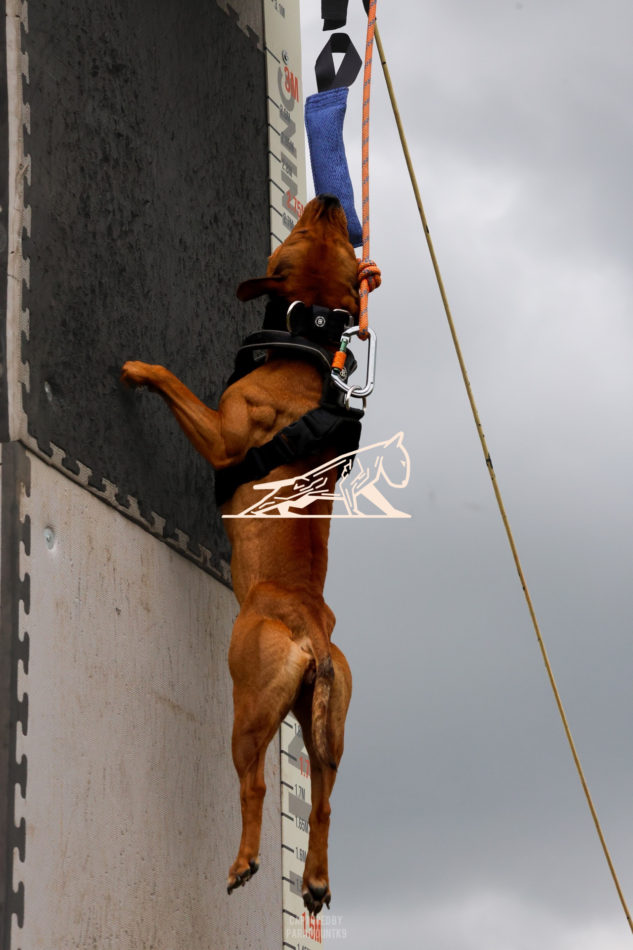 Top Line Canine Summer Opener - Image 137
