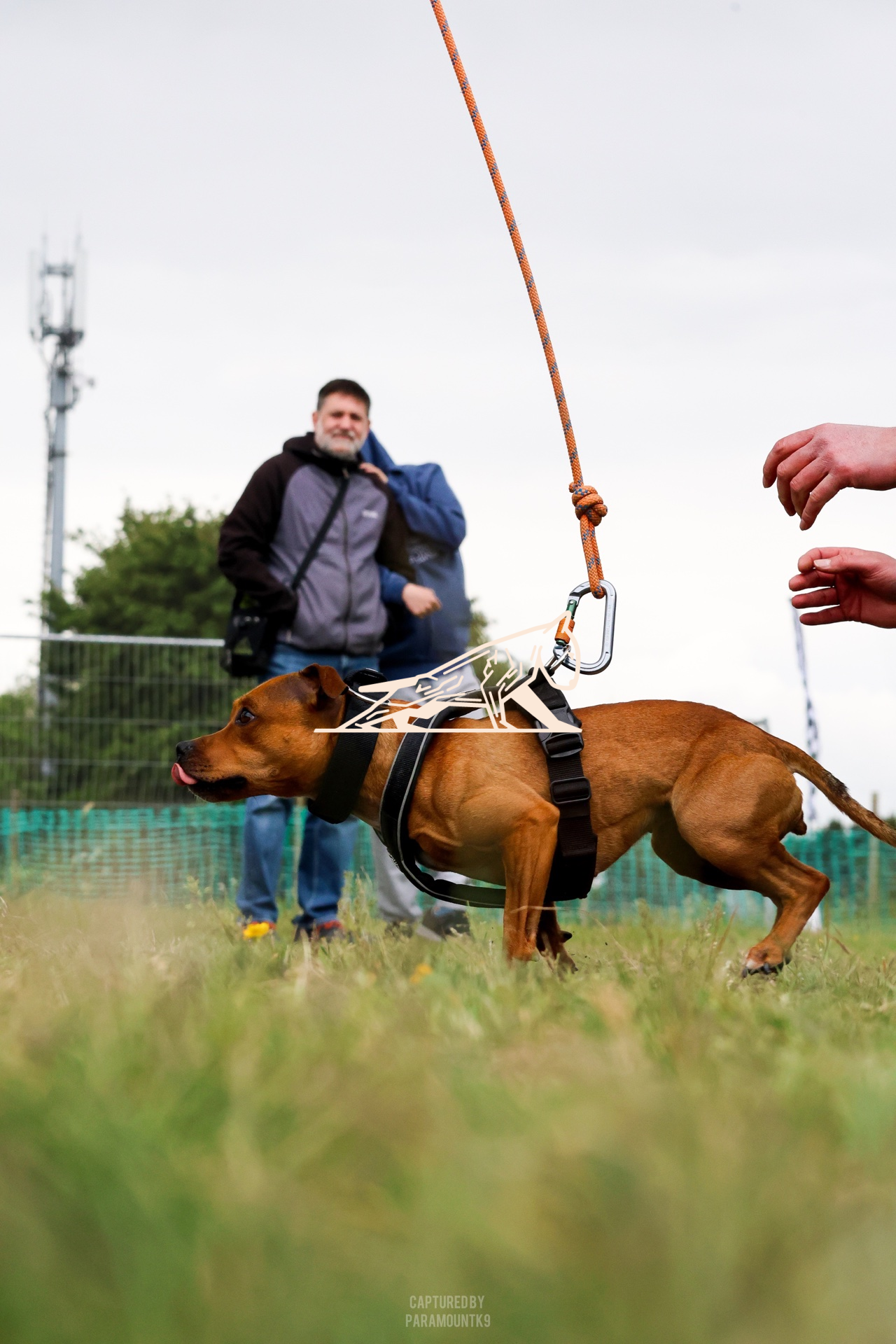 Top Line Canine Summer Opener - Image 139