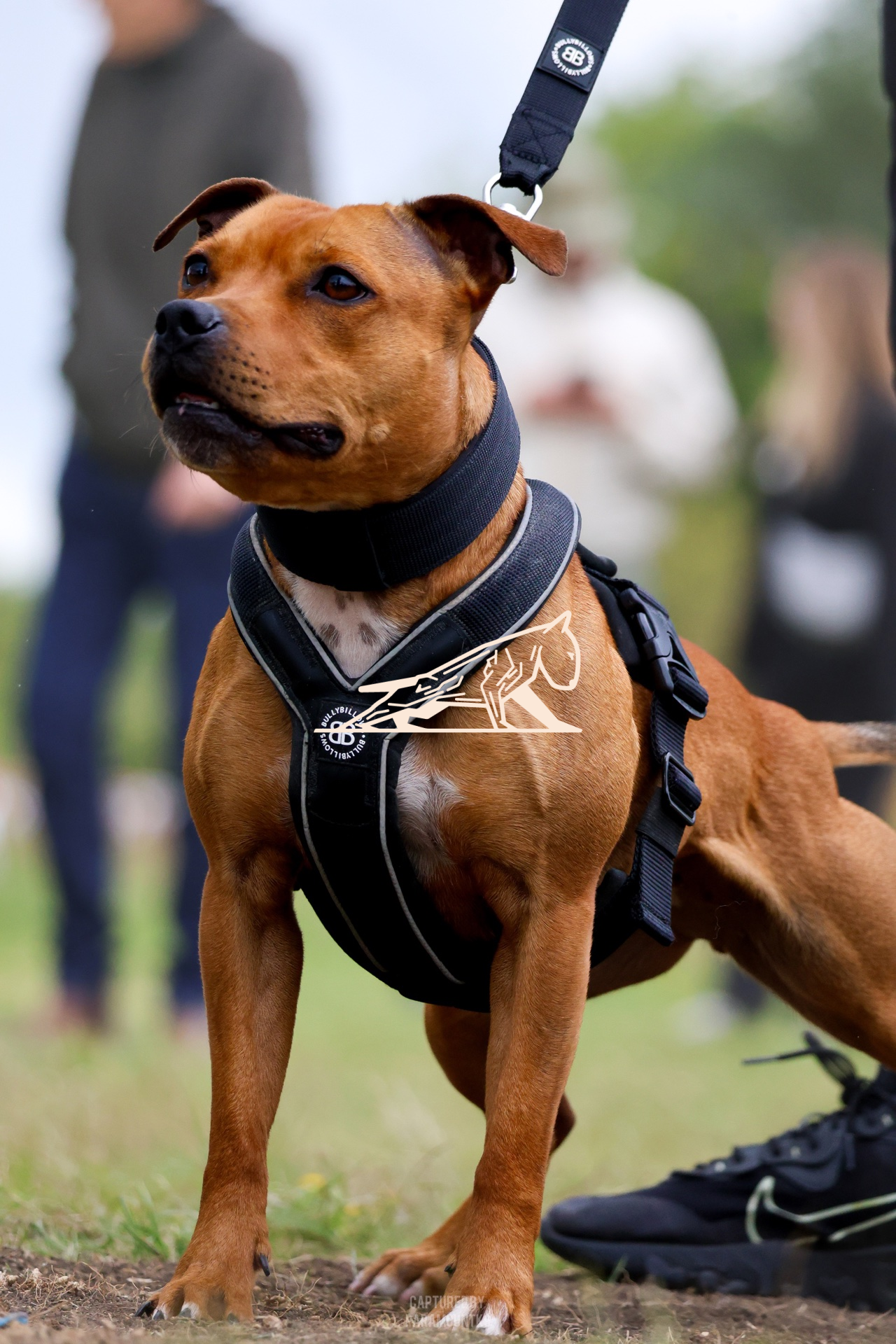 Top Line Canine Summer Opener - Image 145