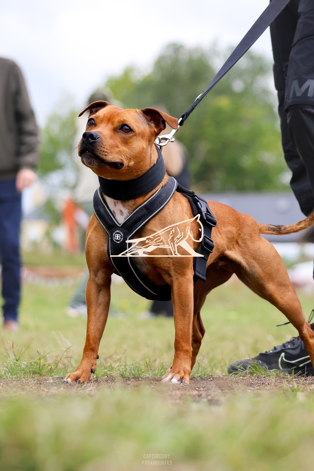 Top Line Canine Summer Opener - Image 146