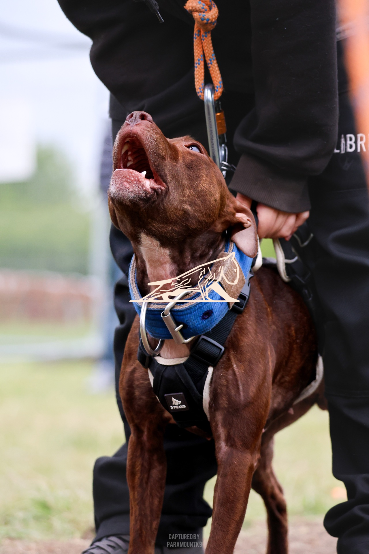 Top Line Canine Summer Opener - Image 150