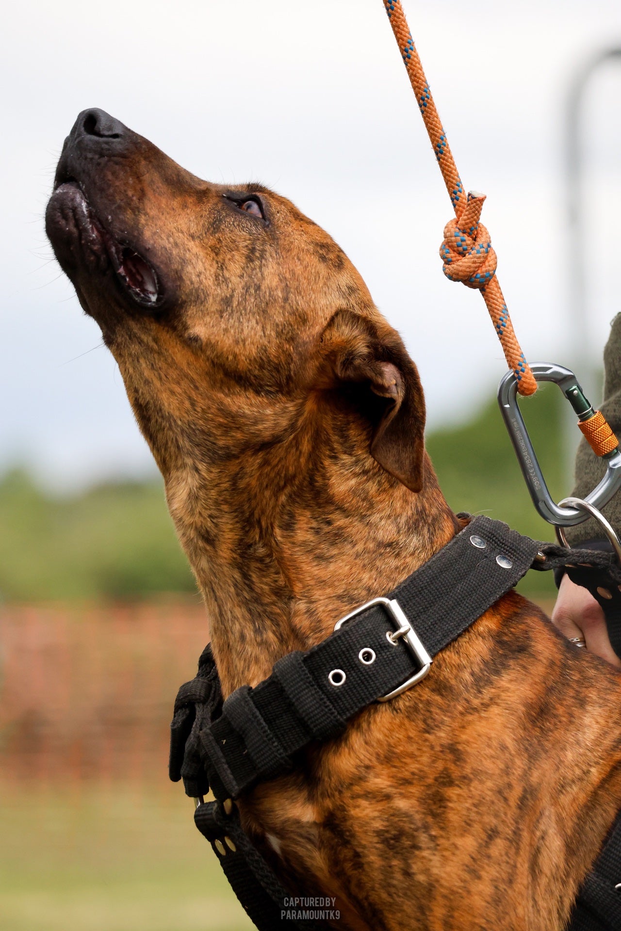 Top Line Canine Summer Opener
