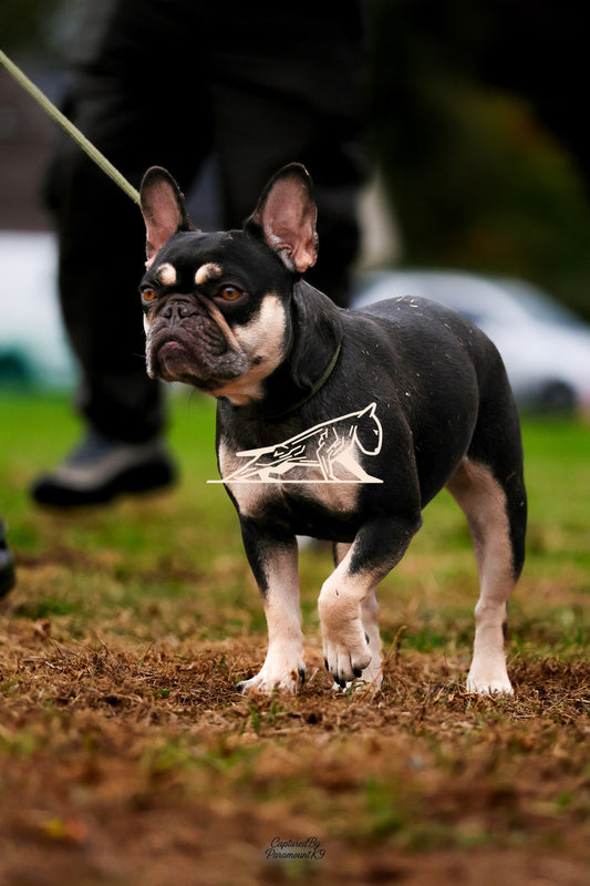 Topline's Ultra Games - Image 007