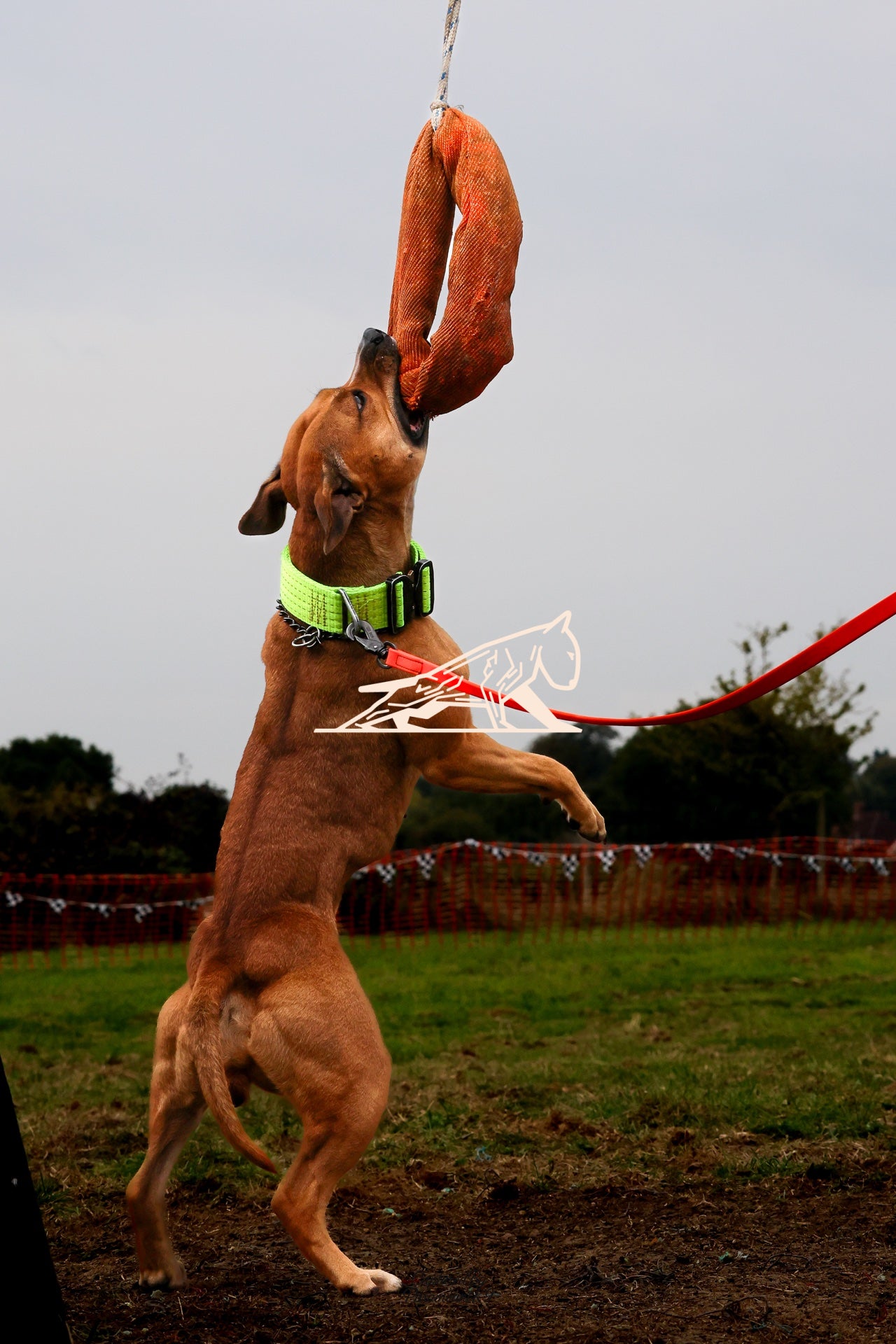 Topline's Ultra Games - Image 009