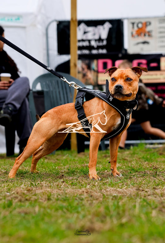 Topline's Ultra Games - Image 030