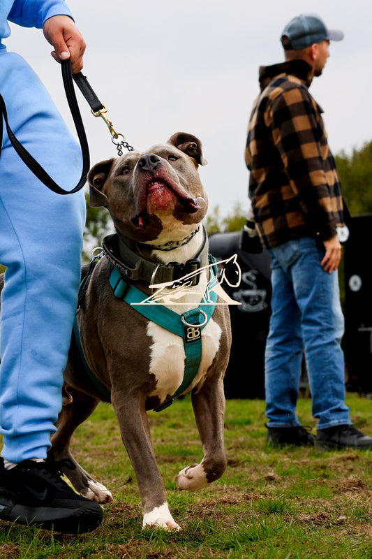 Topline's Ultra Games - Image 038