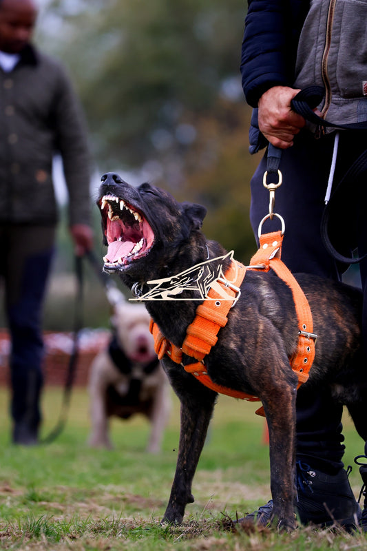 Topline's Ultra Games - Image 043