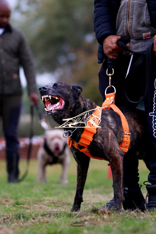 Topline's Ultra Games - Image 044