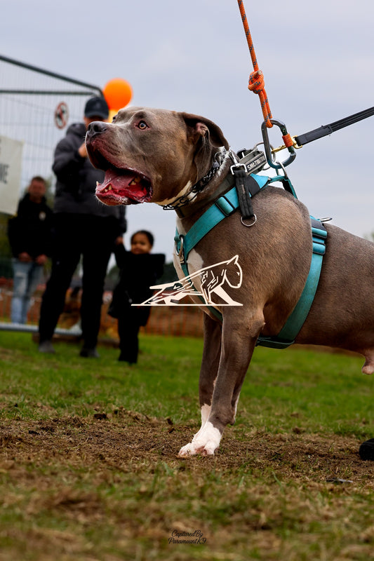 Topline's Ultra Games - Image 057