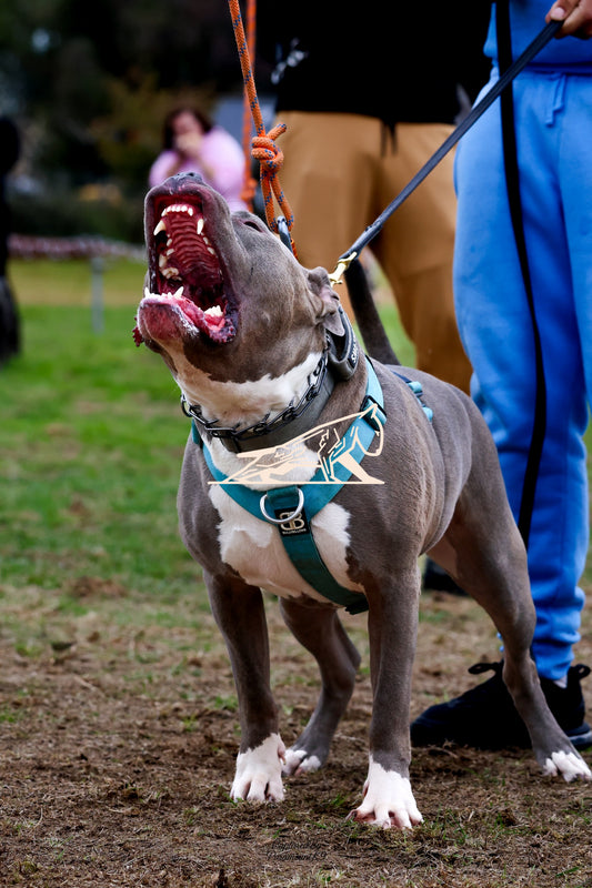 Topline's Ultra Games - Image 059