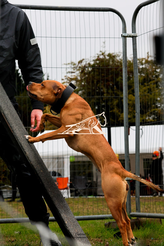 Topline's Ultra Games - Image 083