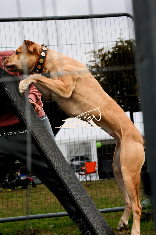 Topline's Ultra Games - Image 090