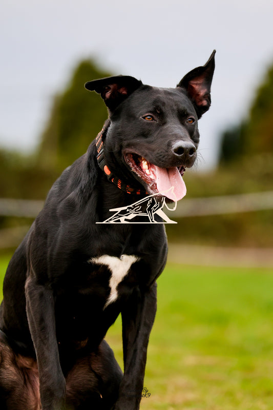 Topline's Ultra Games - Image 096