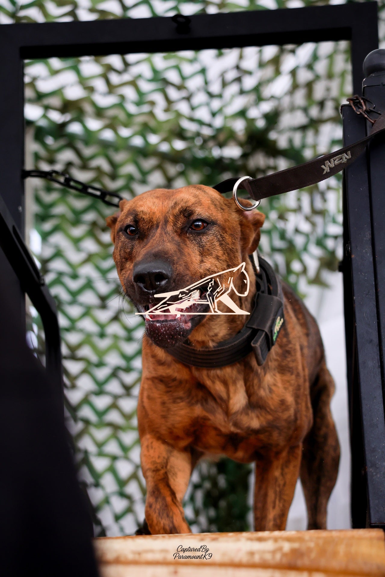 Topline's Ultra Games - Image 098