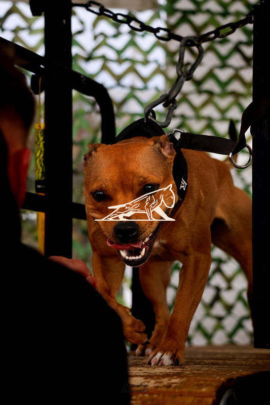 Topline's Ultra Games - Image 101